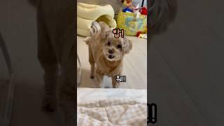 먹어도 먹어도 배고픈 아기 돼지 라꿍이 #강아지 #말티푸 #shorts