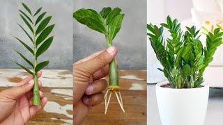 Grow Zz plant in water very easy method | Zz plant propagation