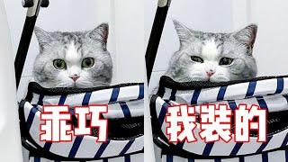 没想到，我被一只猫骗了整整五年！？｜花花与三猫 Cat Live