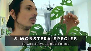 5 Monstera Species to Add to Your Houseplant Collection | Plants of Instagram | Ep 109