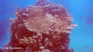 Scuba Diving In The Red Sea - Ras Mohamed National Park