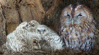 Tawny Owls Raise Big Brood | Full Story | Bonnie and Ozzy | Robert E Fuller