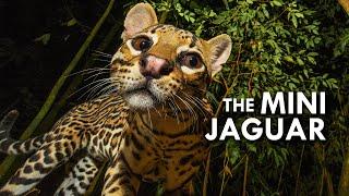 Ocelot: The Mini Jaguar