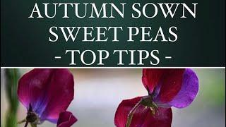 AUTUMN SOWN SWEET PEAS- TOP TIPS #sweetpeas