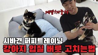 깨무는 강아지 입질 고치는 가장 확실한 방법은?