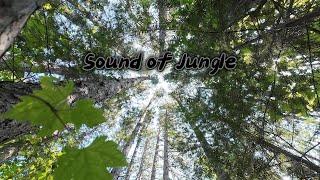 Jungle Sound, Escape to the Heart of the Ontario Jungle: A 4K Nature Immersion