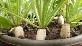 Growing White Radish in Pots From Seeds to Harvest