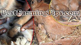 How to nurse newly born rabbits | What to do when mother rabbit is not breast feeding her baby kits