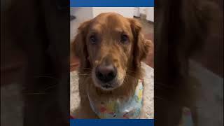 Ultimate Videos! Funniest Pets of 2024 best compilation #32