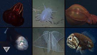 Creature feature: Some of MBARI's most iconic deep-sea critters