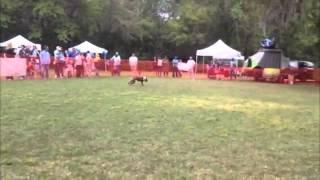 Charleston Lure Chase at Pet Fest