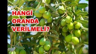 Zeytin Bakımında Neler Yapılmalı? Zeytine Bakır Ne Zaman Atılır? Bakır Atımının Faydaları Nelerdir?