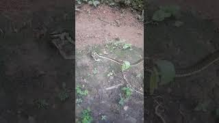 the snake#short #animals (wishwakala)