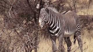 2013 Annular Total Solar Eclipse Journey - Zebras