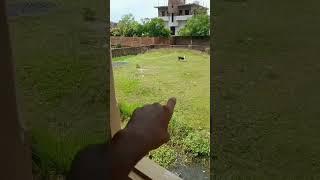 dog ka funny  video