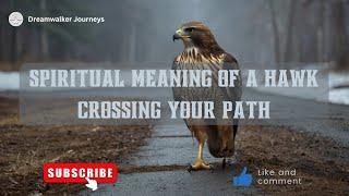 Spiritual Meaning of a Hawk Crossing Your Path | Hawk Spiritual Meaning