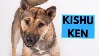 Kishu Ken Dog Breed - Facts and Information