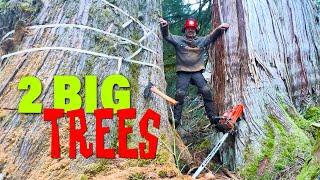 20. 2 Huge Cedar Trees | WoodBoss.ca