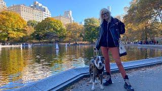 Central Park New York City Fall Foliage Walk Dog POV