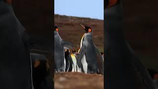 King Penguin Family in Antarctica ️ | #Antarctica #Penguins #Wildlife #Nature #Antarctica HA70727