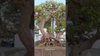 cây ổi đẹp nhất Việt Nam