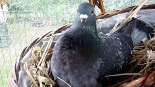 Tame feral pigeon defending fake egg in nest