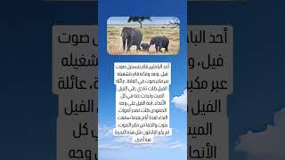 احد الباحثين قام بتسجيل صوت فيل فكانت المفاجأة | هل تعلم | عجائب وغرائب | غرائب وعجائب #غرائب #عجائب