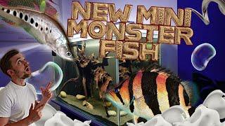 BUYING MINI MONSTER FISH | CUTE Datnoids & Knife fish