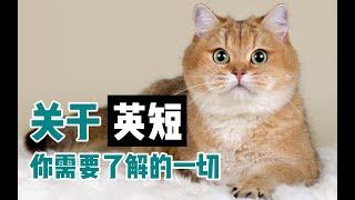 土肥圆担当英国短毛猫：别想让我减肥！