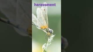 clever survival: the drama of dragonflies #viral #trending #wildlife #shortsvideo