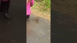 Прикол#белка#смешное видео#funny video#Shorts