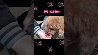 이거슬 마셔블믄 우린 거시기여 물도 사이좋게 나눠마시는 집사와 #강아지