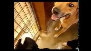 VIDEOS OF BLACKTOWN POUND DOGS - Teco 2605 & Missy 1991