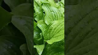 Подорожник, полезные и лечебные свойства #shorts