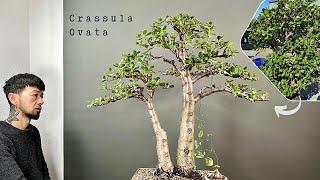 Crassula Ovata a houseplant becomes a Bonsai