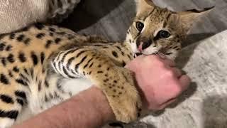 Wild Serval Kitten bit Me and Savannah #serval #cat #africancat #servalcats