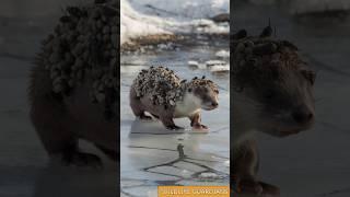 Barnacles And Parasites Attacked The Baby Otter, Saving By Rescue Team