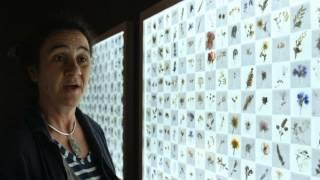 Amy Shelton: Florilegium: Honey Flow