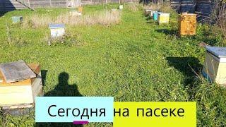 Сегодня на пасеке в Вологодской