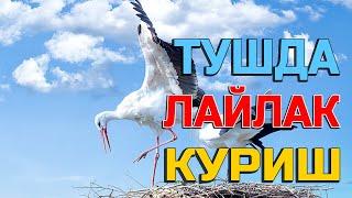 Туш табири - Тушда Лайлак куриш