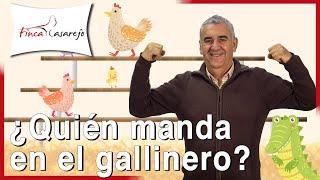 La jerarquía en el gallinero 