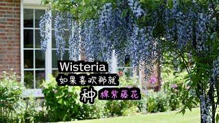 紫藤花Blauregen/如何打造伞型紫藤造型/小庭院一样可以种好它/29.05.2023