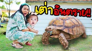 เต่าอันตรายกัดแล้วไม่ปล่อยต้องรอฟ้าผ่า | แม่เฟิร์น น้องเฟย์ลิน 108Life