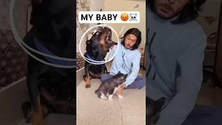 Rottweiler protecting baby from owner #dog #rottweiler #husky #trendingsongs #shorts #viral