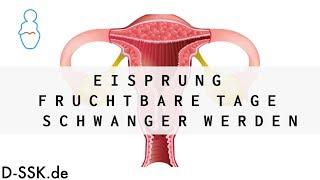 Eisprung - Fruchtbare Tage - Schwanger werden   D-SSK.de