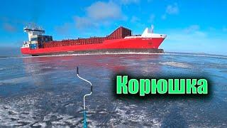 Корюшка в Кронколонии.  Ловля корюшки на Финском заливе.