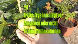 Erstes Ergebnis liegt vor? - Ausgeizen oder nicht - Pepino Melonenbirnen #4 // Gartenschlau.com