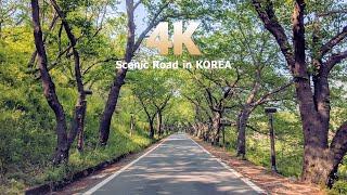 Scenic Road in KOREA : Hwagae-ro, Hadong County (하동 십리벚꽃길)