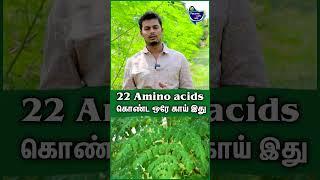 உலக சந்தையில இதன் மதிப்பு ஜாஸ்தி - சூர்ய பாலாஜி | Drumstick Cultivation in Tamil #murungai #moringa