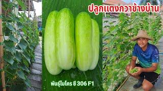 ปลูกแตงกวาข้างบ้าน | ผักปลอดสารพิษบ้านน้องปลายฝน